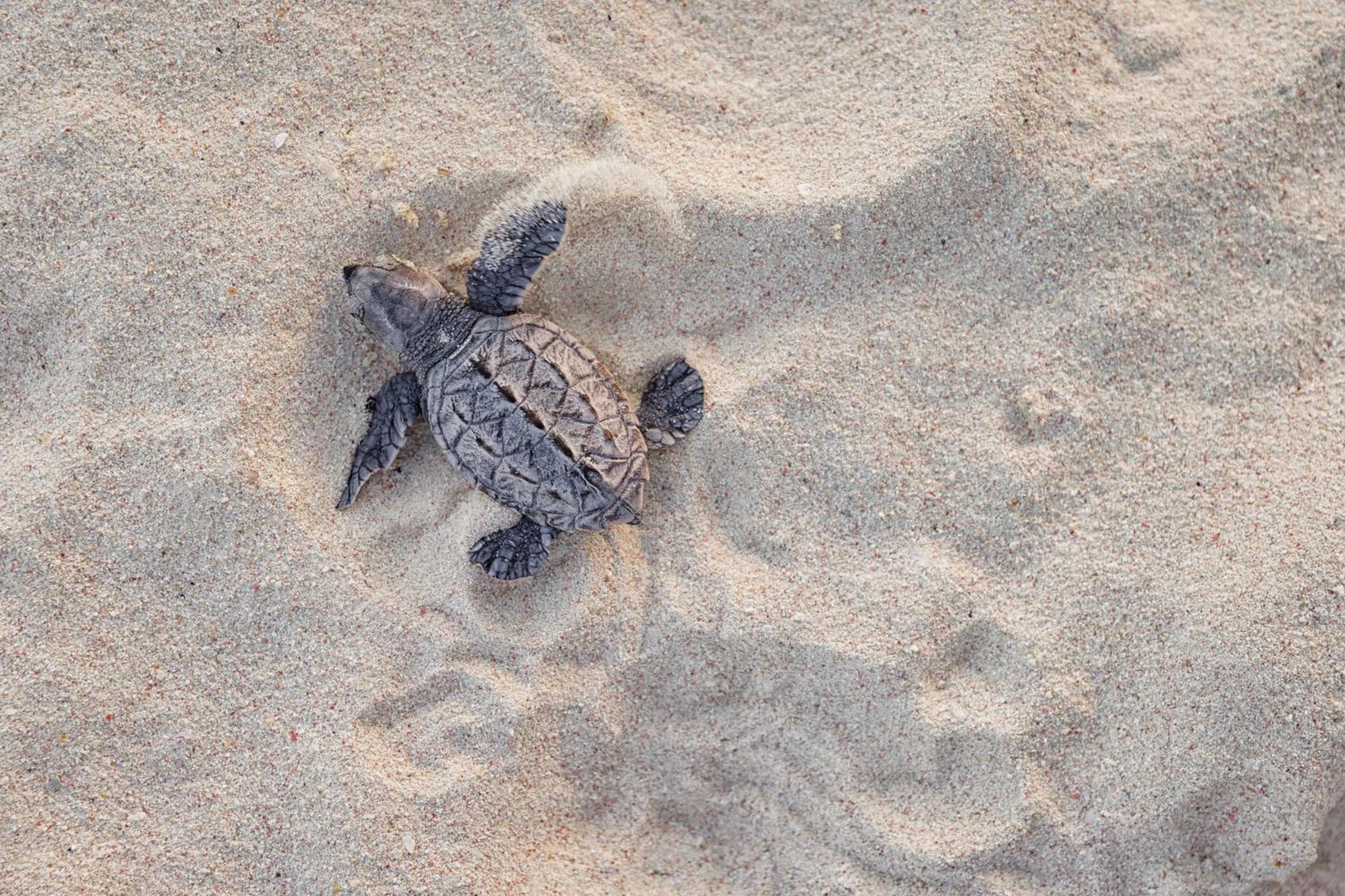 Sandals Barbados All Inclusive - Couples Only (Adults Only) Christ Church Ngoại thất bức ảnh